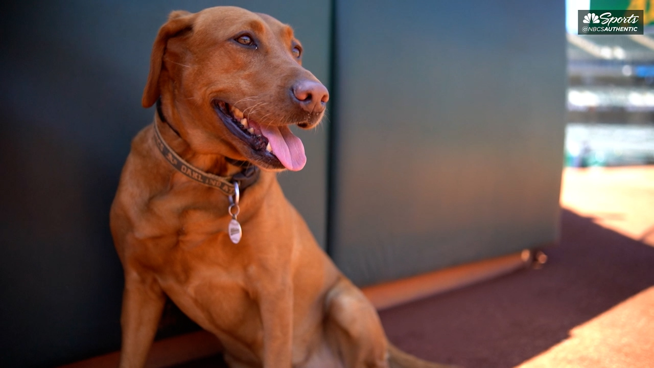 Reba, the very good groundsdog of the A's - Athletics Nation