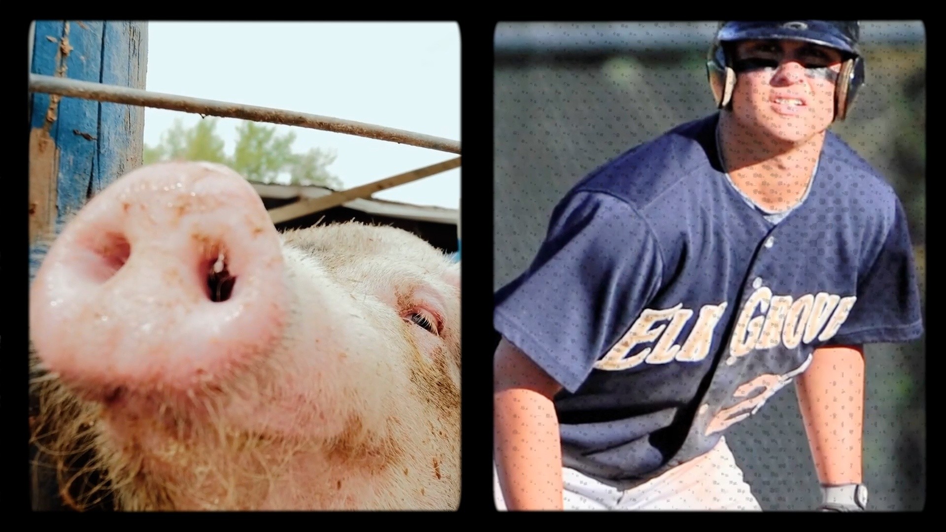 Giants' J.D. Davis shares story of pig-farming past growing up in