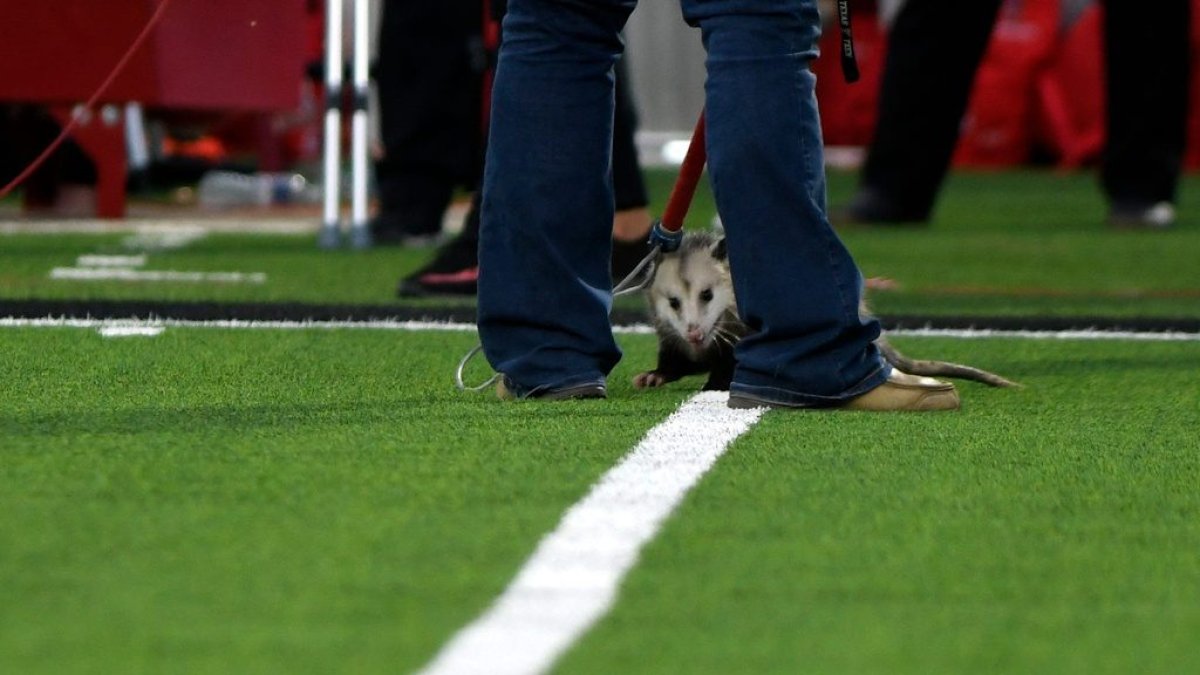 Opossum goes viral in TCUTexas Tech football game after invading field