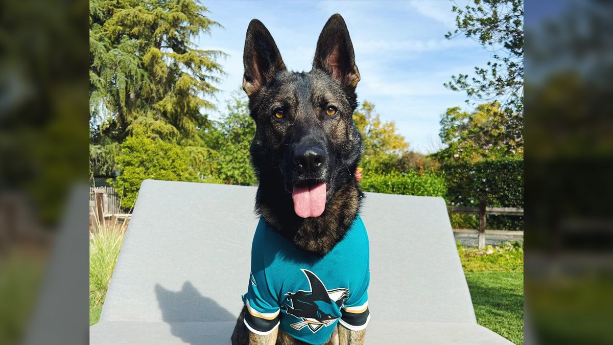 Sharks players embrace special bond with their dogs, man’s best friend ...