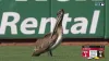 Pelican flies onto field, captivates fans during Giants-Reds game
