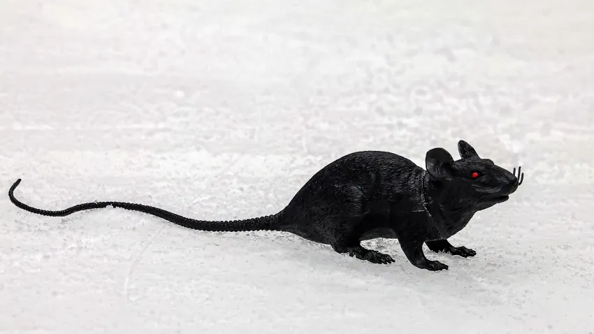 Fake rate on the ice