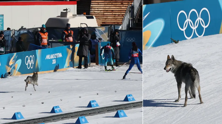 A dog wanders on the ski trail